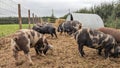 A group of Pigs looking for food in their pen