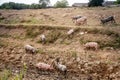 Group of pigs and piglets in a mud, in a farm field playing and running in exterior in a Serbian agricultural place.