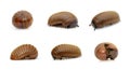 Group of pill millipede wormOniscomorpha isolated on a white background. Glomerida. Insect. Animal Royalty Free Stock Photo