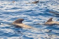 Group of pilot whales Royalty Free Stock Photo