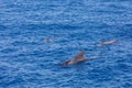 Group of pilot whales in atlantic ocean tenerife canary islands whale