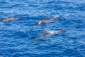 Group of pilot whales in atlantic ocean tenerife canary islands whale