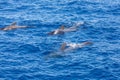 Group of pilot whales in atlantic ocean  tenerife canary islands whale Royalty Free Stock Photo