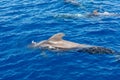 Group of pilot whales in atlantic ocean  tenerife canary islands whale Royalty Free Stock Photo