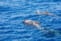 Group of pilot whales in atlantic ocean  tenerife canary islands whale Royalty Free Stock Photo