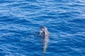 Group of pilot whales in atlantic ocean tenerife canary islands whale