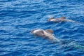 Group of pilot whales in atlantic ocean tenerife canary islands whale