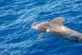 Group of pilot whales in atlantic ocean tenerife canary islands whale