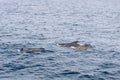 A group of pilot whales (Globicephala melas) forms a small pod in the Norwegian Sea Royalty Free Stock Photo