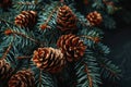 a group of pine cones on a tree branch