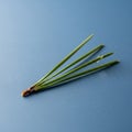 Needles are long slender and green extending from a small brown Royalty Free Stock Photo
