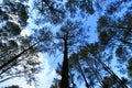 Group of pine tree in deep jungle or forest with clear blue sky and white clouds background at Phu Hin Rong Kla National Park. Royalty Free Stock Photo