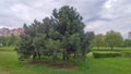 A group of pine trees grows on the green grassy lawn of the city park. Pine trees bloom on a cloudy spring day. Residential buildi Royalty Free Stock Photo