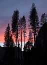 Group of Pine Trees Standing Against Pink Sunset in Sierra Nevada Mountains