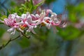 Group of Pink Azalea Wildflowers