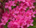 Closeup of a Group of Wild Mountain Pink Azalea Wildflower Royalty Free Stock Photo