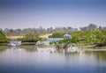 The group of Pink-backed Pelicans or Pelecanus rufescens is resting on the surface in the sea lagoon in Africa, Senegal. It is a Royalty Free Stock Photo