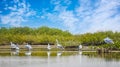 The group of Pink-backed Pelicans or Pelecanus rufescens is resting on the surface in the sea lagoon in Africa, Senegal. It is a Royalty Free Stock Photo