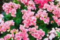 Group of Pink beautiful Begonia Tuberhybrida flower close up top view Royalty Free Stock Photo