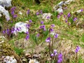 alpine snowbell or blue moonwort (Soldanella alpina