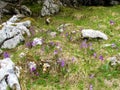 alpine snowbell or blue moonwort (Soldanella alpina Royalty Free Stock Photo