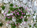 Group of pink blooming Armeria alpina flowers