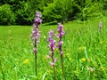Group of pink blooming early-purple orchid (Orchis mascula)