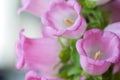 Group of pink campanula medium close up