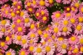 Group of  pink chrysanthemum flowers blossoms in sunny day in the garden Royalty Free Stock Photo