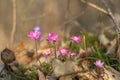 Group of pink common hepatica flowers (Hepatica triloba). Royalty Free Stock Photo