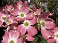 Group of Pink Dogwood Flowers In April in Spring