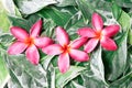 Group of pink drenched frangipani or Plumeria on green leaves Royalty Free Stock Photo