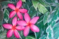 Group of pink drenched frangipani or Plumeria on green leaves Royalty Free Stock Photo