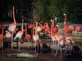 A group of pink flamingo birds in the zoo Royalty Free Stock Photo