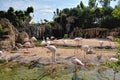 A group of pink flamingo in natural environment.