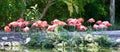 Group of pink flamingo wading birds Royalty Free Stock Photo