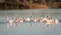 Group of pink flamingoes