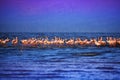 Group of pink flamingoes on the lake in water