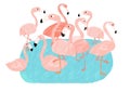 Group of pink flamingos