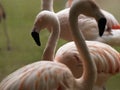 A group of pink flamingos