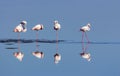Group of pink flamingos in the blue lagoon on a sunny day