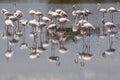 Group of Pink Flamingos in Camargue France Royalty Free Stock Photo
