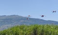 Group of pink flamingos flying over reeds, Lake Eber, Turkey