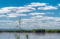 Group of pink flamingos flying over reeds, Lake Eber, Turkey