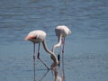 Group of Pink Flamingos