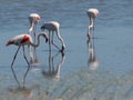 Group of Pink Flamingos