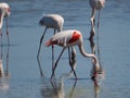 Group of Pink Flamingos