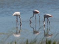 Group of Pink Flamingos