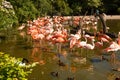 Group of pink flamingos