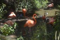 Group of pink flamingos at Jacksonville wild animal park Royalty Free Stock Photo